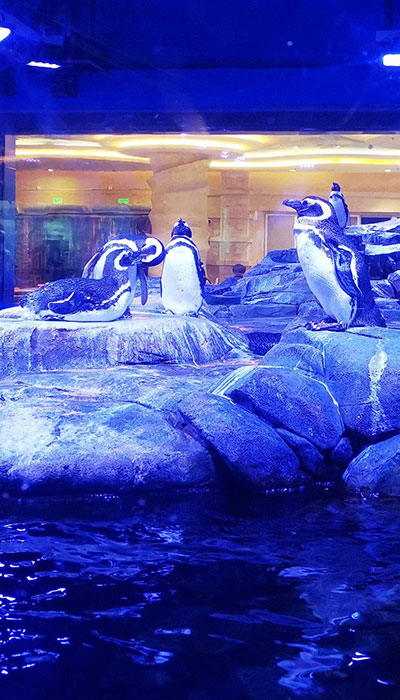 上海海洋公园