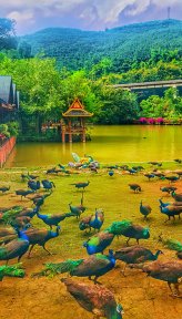 西双版纳原始森林公园(云南4A级景区)